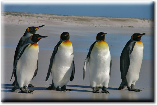 Pinguine-3D.jpg