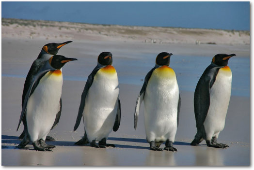 Pinguine.jpg